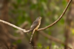 Common Hawk Cuckoo